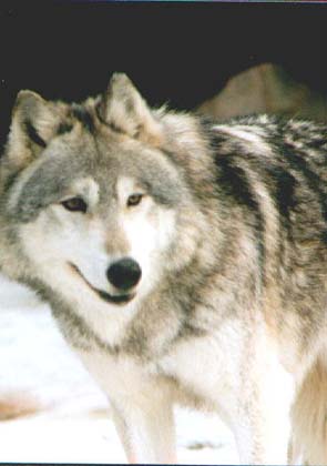 wolf2.jpg
